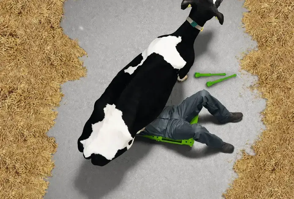 "Reparaturen" an Kuh aus Vogelperspektive