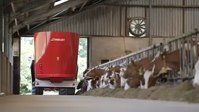 Kühe im Stall am Fressen