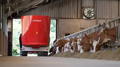 Futterverteiler in Kuh-Stall