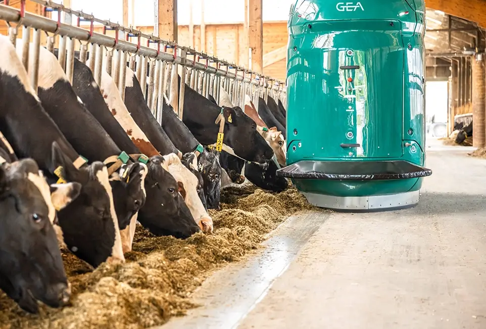 Futterautomat in Kuh-Stall