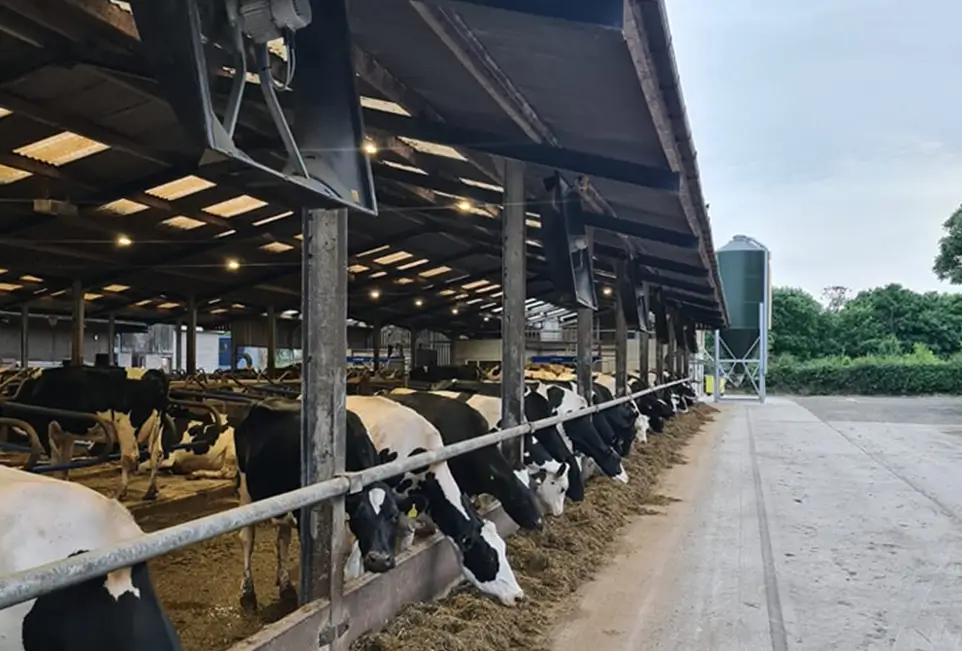 Kühe im Stall am Fressen