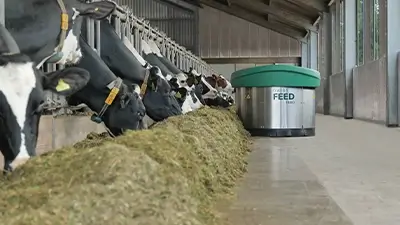 Futtermaschine im Kuhstall