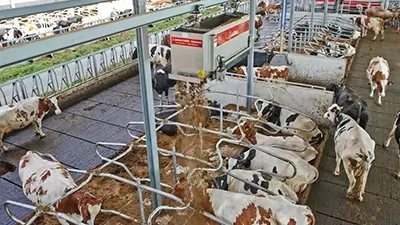 Kühe in Außenanlage