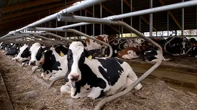 Kühe liegend im Stall