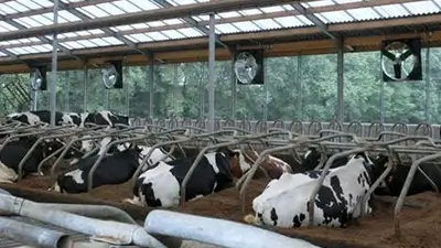 Kühe liegend im Stall