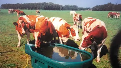 Kühe an Wassertränke im Freien